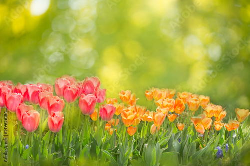 Frühling -  Hintergrund mit Tulpen und Bokeh