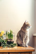 The cat sits on a table next to spring flowers