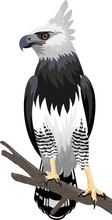 Vector Harpy Eagle In The Rainforest Jungle In Brazil