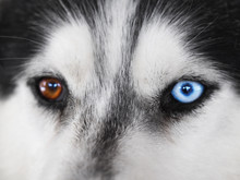 Portrait Of A Dog Close-up: Eyes Of A Husky With Heterochromia, Blue And Beige Eyes