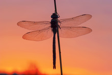 Emperor Dragonfly With Red Morning Sky