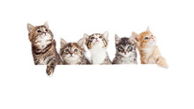 Row Of Cute Kittens Hanging Over White Banner