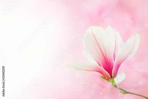 Plakat Magnolia kwitnie wiosny okwitnięcia tło