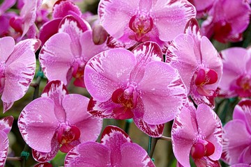 Wall Mural - Orchid
