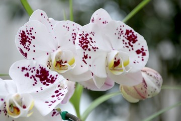 Wall Mural - Orchid
