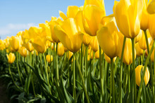 Yellow Tulips Growing On A Field Against Blue Sky