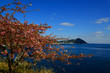 © chameleon - 豊後水道河津桜まつり