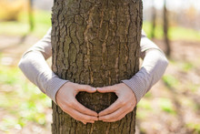 Female Hands Making An Heart Shape On A Trunk Of A Tree