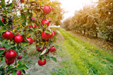 Fototapeta Londyn - Organic apples hanging from a tree branch in an apple orchard