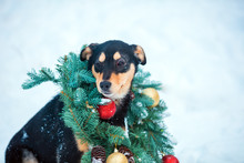 Portrait Of A Dog Wearing Christmas Wreath Sitting Outdoor In Snow
