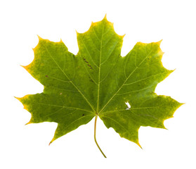autumn maple branch with leaves isolated