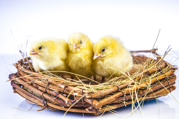 Wall Mural - Easter chicken on the white background
