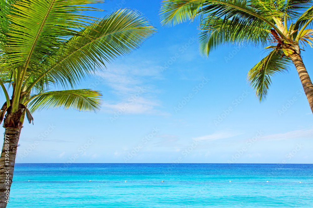 Fotovorhang - Beautiful palm trees and caribbean sea.