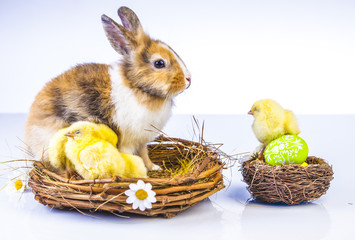 Canvas Print - Easter chicken and rabbit on the white background
