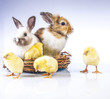 Easter chicken and rabbit on the white background
