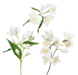 Canvas Print - isolated three jasmine branches with blooms and buds