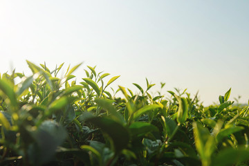 Fresh Green tea sprout and leaf