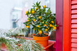 Small orange tree in flowerpot.