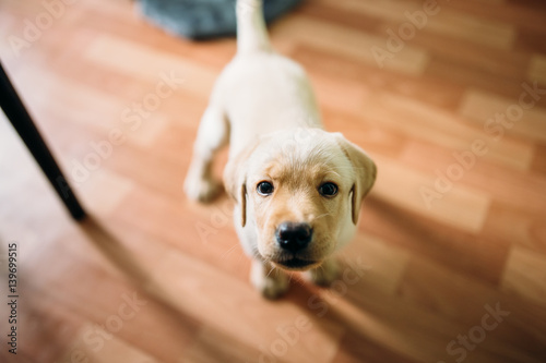 Beautiful Dog Puppy Labrador Retriever Playing In The House Beautiful Dog Puppy Labrador Retriever Playing In The House Apartment