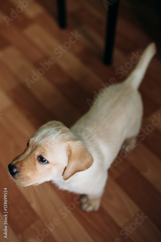 Beautiful Dog Puppy Labrador Retriever Playing In The House Beautiful Dog Puppy Labrador Retriever Playing In The House Apartment Against Background Of Linoleum