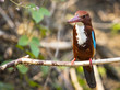 Image of bird on the branch on natural background. White-throated Kingfisher ( Halcyon smyrnensis )