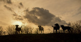Fototapeta Sawanna - dogs at sunset