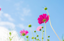 Beautiful Pink Cosmos Flower Wiht Blue Sky In The Park.