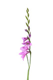 Fototapeta Kwiaty - Marsh Gladiolus (Gladiolus imbricatus) isolated on white background