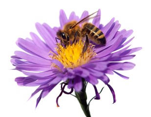 Wall Mural - honey bee on violet flower isolated on white background