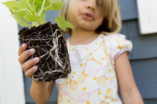 Girl Holding Sweet Potato Vine With Exposed Roots