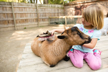 Girl Grooming Goat With Brush At Petting Zoo