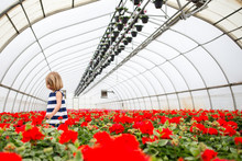 Girl In Greenhouse Of Geraniums