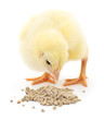 Baby chicken having a meal.