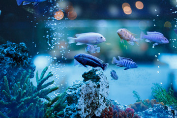 A marine aquarium with fishes and corals