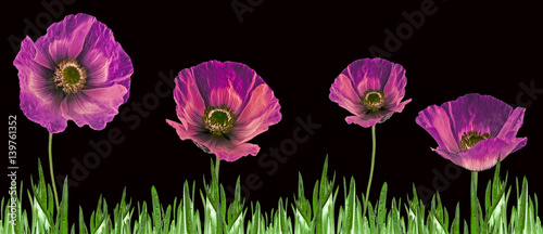 pink poppies