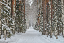 Road In Winter Forest, Park In Snow