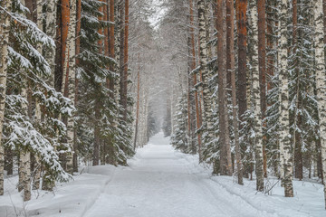 Road in winter forest, park in snow