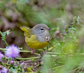 MacGillivray's warbler