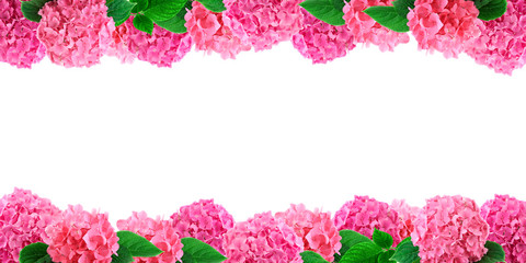 Pink hortensia flowers frame on white. Hydrangea flower background with free space for text