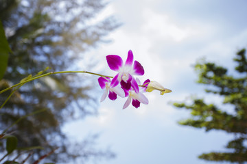 Orhid flowers on tropical backgraund