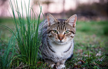 Green Eyed Cat Laying In The Grass