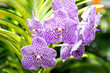 vanda orchids flower
