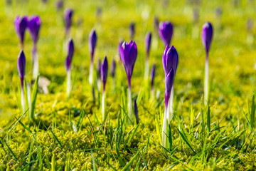 Sticker - Budding purple crocuses from close