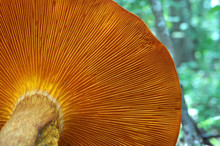 Omphalotus Olearius Or Orange Jack O Lantern Mushroom Gills, Toxic Mushroom