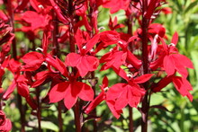 Red "Cardinal Flowers" (or Bog Sage) In St. Gallen, Switzerland. Its Latin Name Is Lobelia Cardinalis (Syn Lobelia Fulgens), Native To Eastern North America.