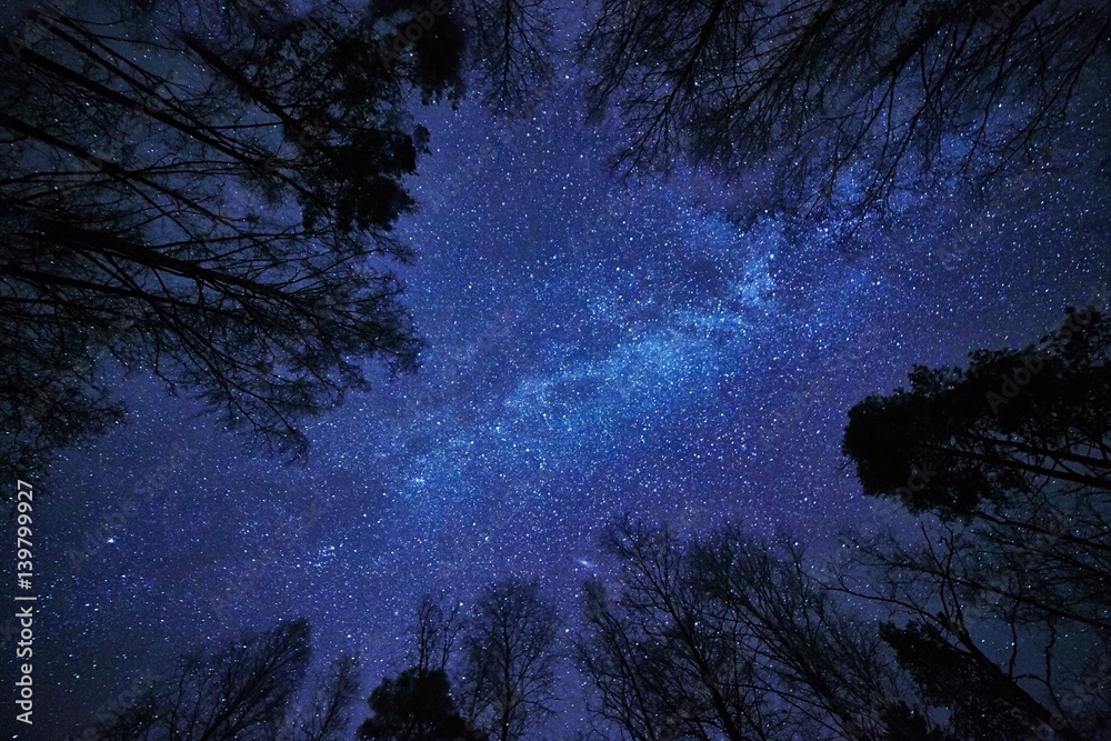 Night sky with the Milky Way over the forest and trees surrounding the ...