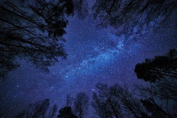 Night sky with the Milky Way over the forest and trees surrounding the scene.