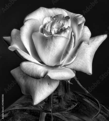 Plakat na zamówienie Still life fine art monochrome floral macro portrait of a single isolated rose blossom in mellow black and white with fine texture on black background in a vase in vintage style