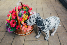 Dalmatian Puppy Standing Near The Basket With Flowers