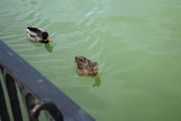 Two ducks on the water